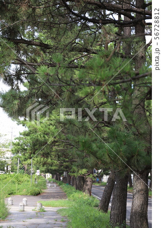 旧東海道　知立　松並木 56728812