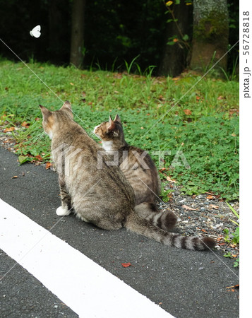 野良猫 親子 後ろ姿の写真素材