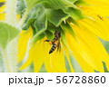 the bee working on sunflower, the insect in nature 56728860