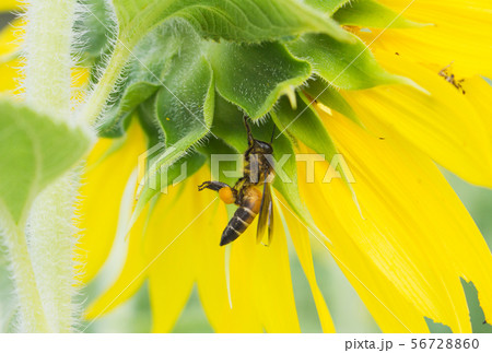the bee working on sunflower, the insect in nature the bee working on sunflower, the insect in nature 56728860
