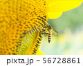 the bee working on sunflower, the insect in nature 56728861