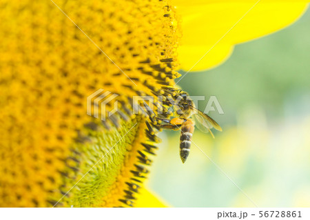 the bee working on sunflower, the insect in nature 56728861