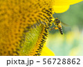 the bee working on sunflower, the insect in nature 56728862