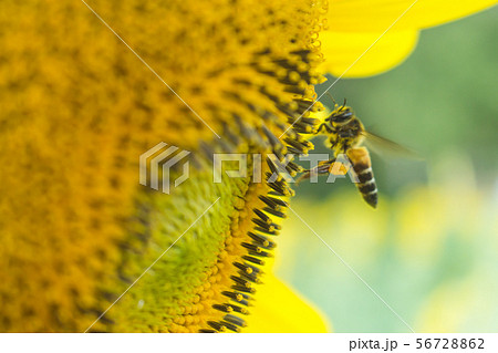 the bee working on sunflower, the insect in nature 56728862