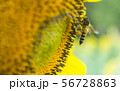the bee working on sunflower, the insect in nature 56728863