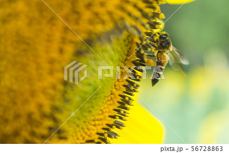the bee working on sunflower, the insect in nature the bee working on sunflower, the insect in nature 56728863