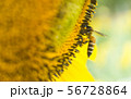 the bee working on sunflower, the insect in nature 56728864