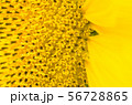 the sunflower in macro view, close-up sunflower in 56728865