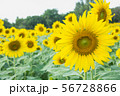 the sunflower in macro view, close-up sunflower in 56728866