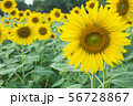 the sunflower in macro view, close-up sunflower in 56728867
