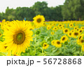 the sunflower in macro view, close-up sunflower in 56728868