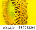the sunflower in macro view 56728894