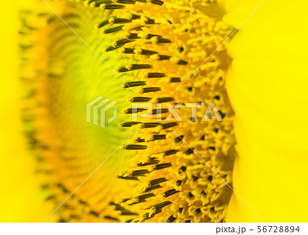 the sunflower in macro view the sunflower in macro view 56728894