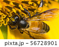 the bee working on sunflower, the insect in nature 56728901