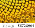 the sunflower in macro view, close-up sunflower 56728904