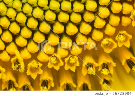 the sunflower in macro view, close-up sunflower the sunflower in macro view, close-up sunflower 56728904