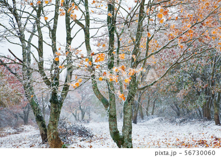 比婆山連峰・紅葉の山頂に初雪が降りました。紅葉の彩りと初雪の対比をご覧下さい。精密画像・広島県 比婆山連峰・紅葉の山頂に初雪が降りました。紅葉の彩りと初雪の対比をご覧下さい。精密画像・広島県 56730060