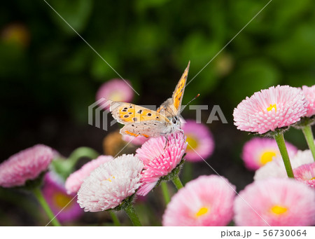 ヒナギクの花畑にヒョウモン蝶が羽ばたいています。草花の紹介資料や蝶の生態写真にどうぞ。精密画像 ヒナギクの花畑にヒョウモン蝶が羽ばたいています。草花の紹介資料や蝶の生態写真にどうぞ。精密画像 56730064