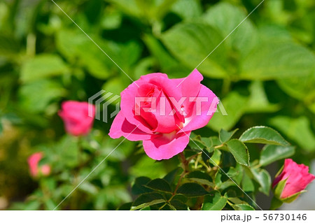 赤いバラ（ツルうらら） 56730146