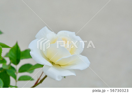 白バラ(アイスバーグ) 白バラ(アイスバーグ) 56730323