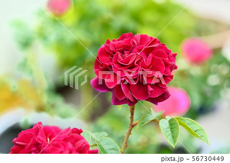 赤いバラ（アレゴリー） 56730449