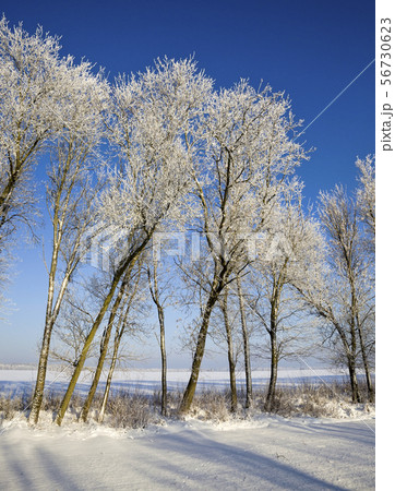 trees in winter trees in winter 56730623