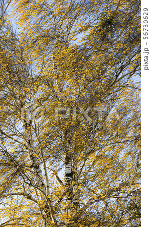 golden birch foliage 56730629