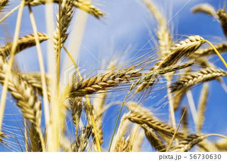 agricultural field with yellowed wheat agricultural field with yellowed wheat 56730630