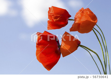 a group of flowers of the red poppy 56730641
