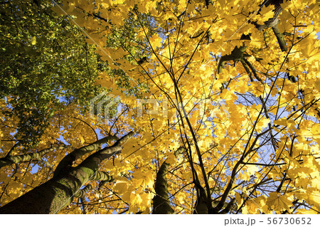 the tops and crown of trees the tops and crown of trees 56730652