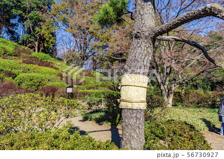 【六義園 こも巻き】 【六義園 こも巻き】 56730927