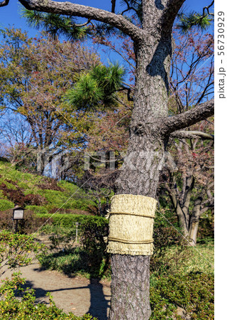 【六義園　こも巻き】 56730929