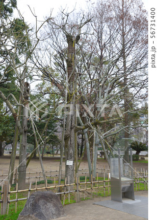 <広島県>広島平和記念公園・被爆樹木 アオギリ <広島県>広島平和記念公園・被爆樹木 アオギリ 56731400