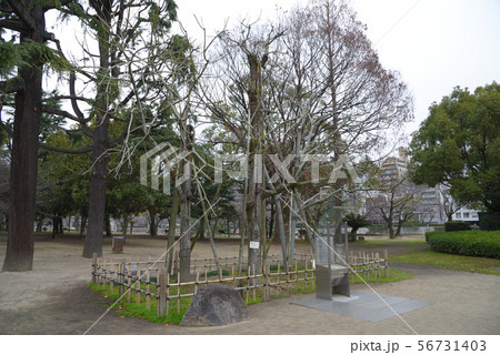 <広島県>広島平和記念公園・被爆樹木 アオギリ <広島県>広島平和記念公園・被爆樹木 アオギリ 56731403
