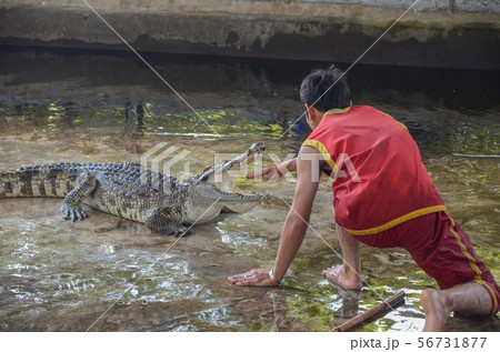 ワニのショー 56731877