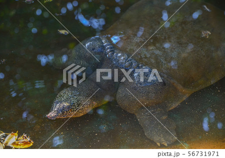 スッポン 56731971