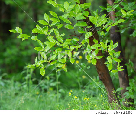 八幡湿原のモチノキの新緑と、片隅に咲く黄色い野草風景 広島県 八幡湿原のモチノキの新緑と、片隅に咲く黄色い野草風景 広島県 56732180