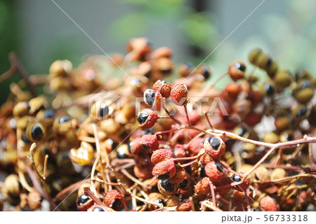 乾燥山椒 56733318