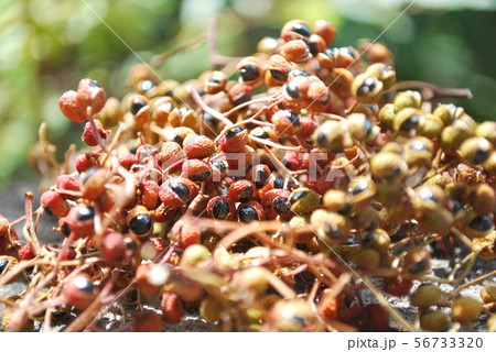 乾燥山椒 56733320