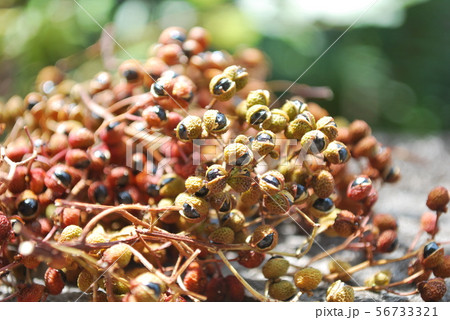 乾燥山椒 乾燥山椒 56733321