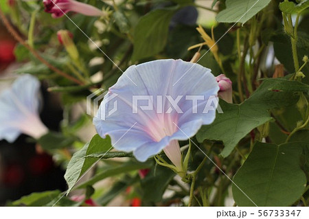 花壇の夏の花 あさがお アサガオ 大阪府枚方市の写真素材