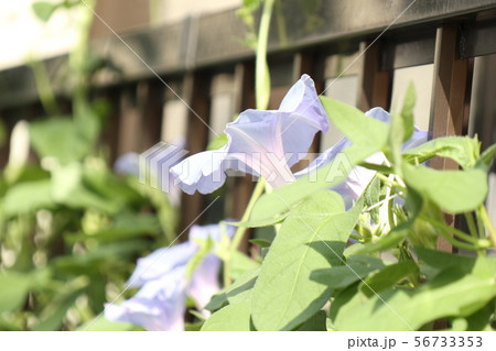 花壇の夏の花 あさがお アサガオ 大阪府枚方市の写真素材