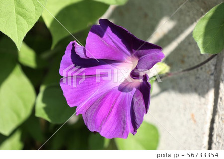 花壇の夏の花 あさがお アサガオ 大阪府枚方市の写真素材