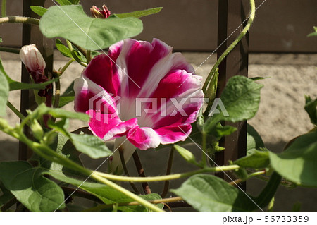 花壇の夏の花 あさがお アサガオ 大阪府枚方市の写真素材
