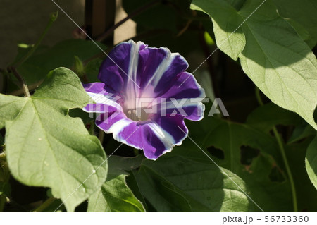 花壇の夏の花 あさがお アサガオ 大阪府枚方市の写真素材