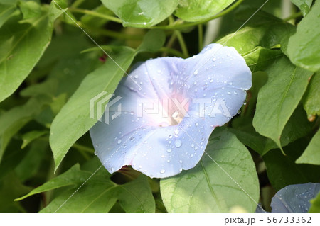 花壇の夏の花 あさがお アサガオ 大阪府枚方市の写真素材