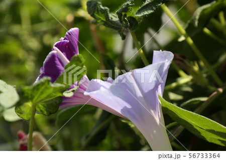 花壇の夏の花:あさがお:アサガオ:大阪府枚方市 花壇の夏の花:あさがお:アサガオ:大阪府枚方市 56733364