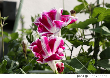花壇の夏の花 あさがお アサガオ 大阪府枚方市の写真素材