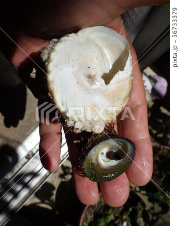 ギンタカハマとオオコシダカガンガラの写真素材