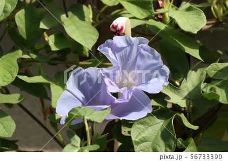 花壇の夏の花 あさがお アサガオ 大阪府枚方市の写真素材